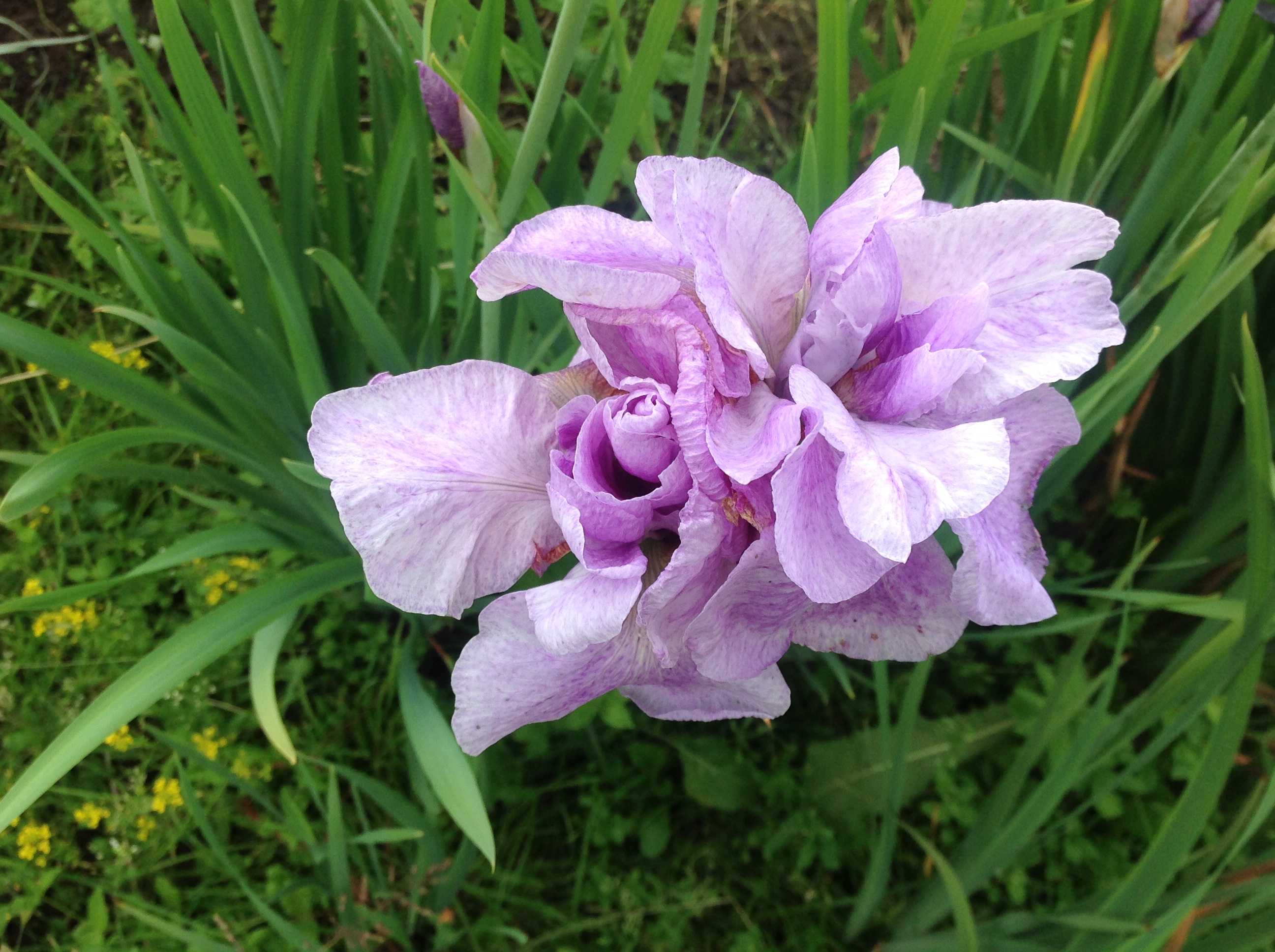 Ирис Сибирский (Iris sibirica `Imperial Opal`)