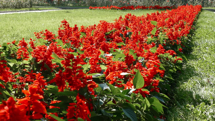 Красные цветы для клумбы фото