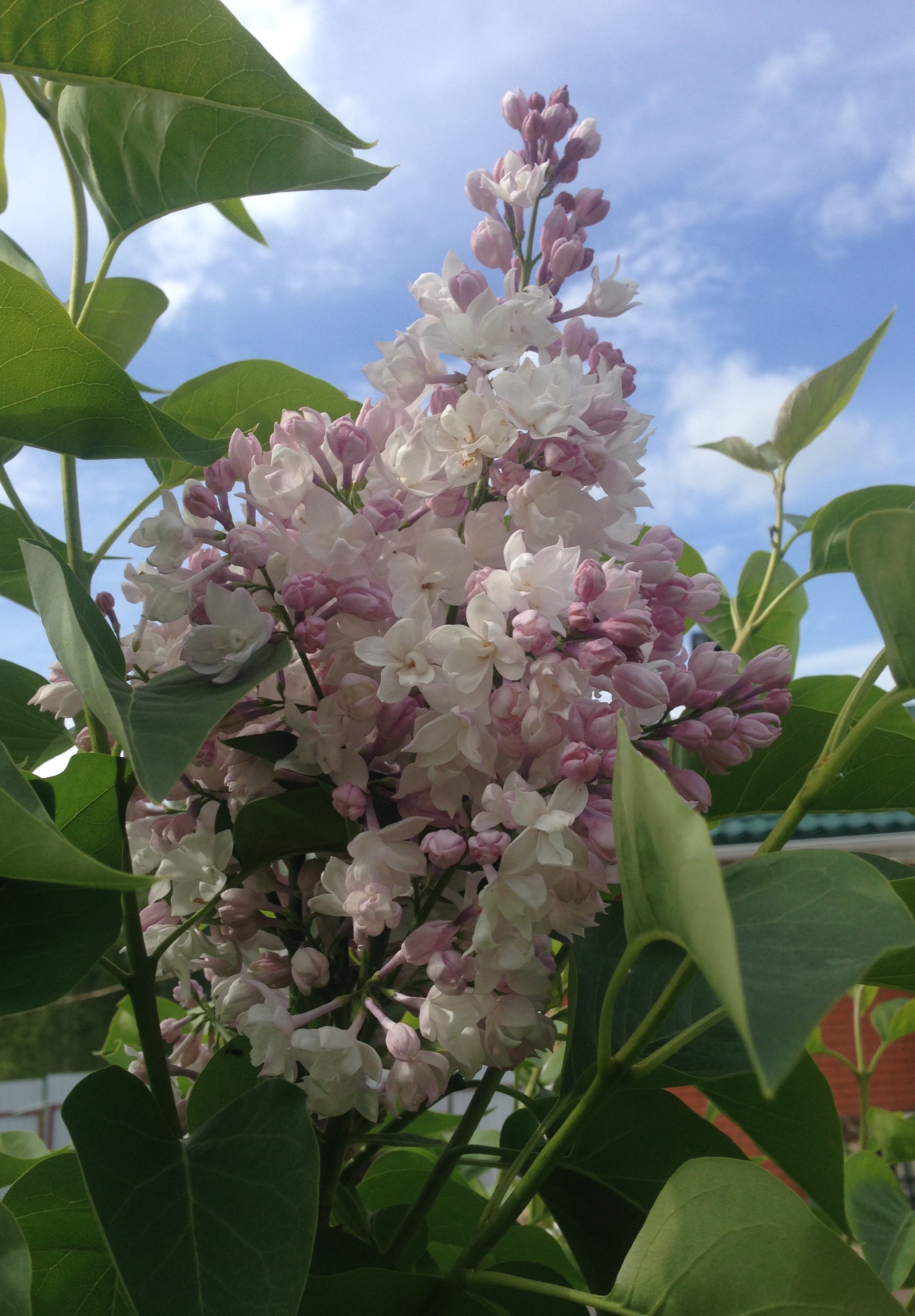 Московская Красавица Сирень Фото Описание – Telegraph