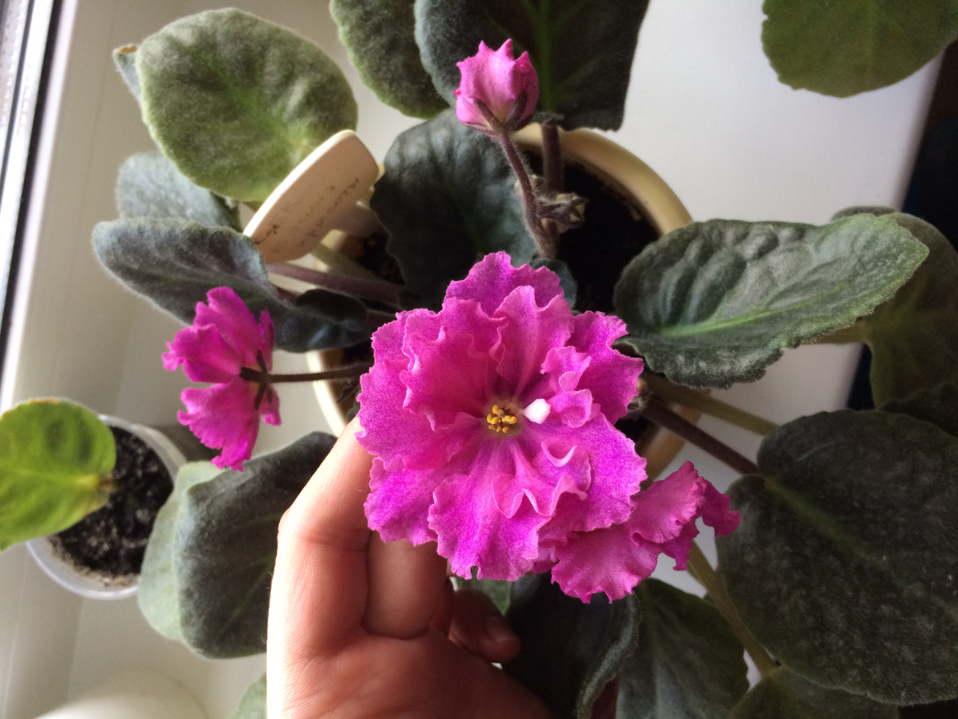 сенполия богиня красоты. фиалка ле богиня красоты. фиалка сорт богиня красоты. фиалка ек богиня красоты красоты. фиалка сорт богиня красоты.