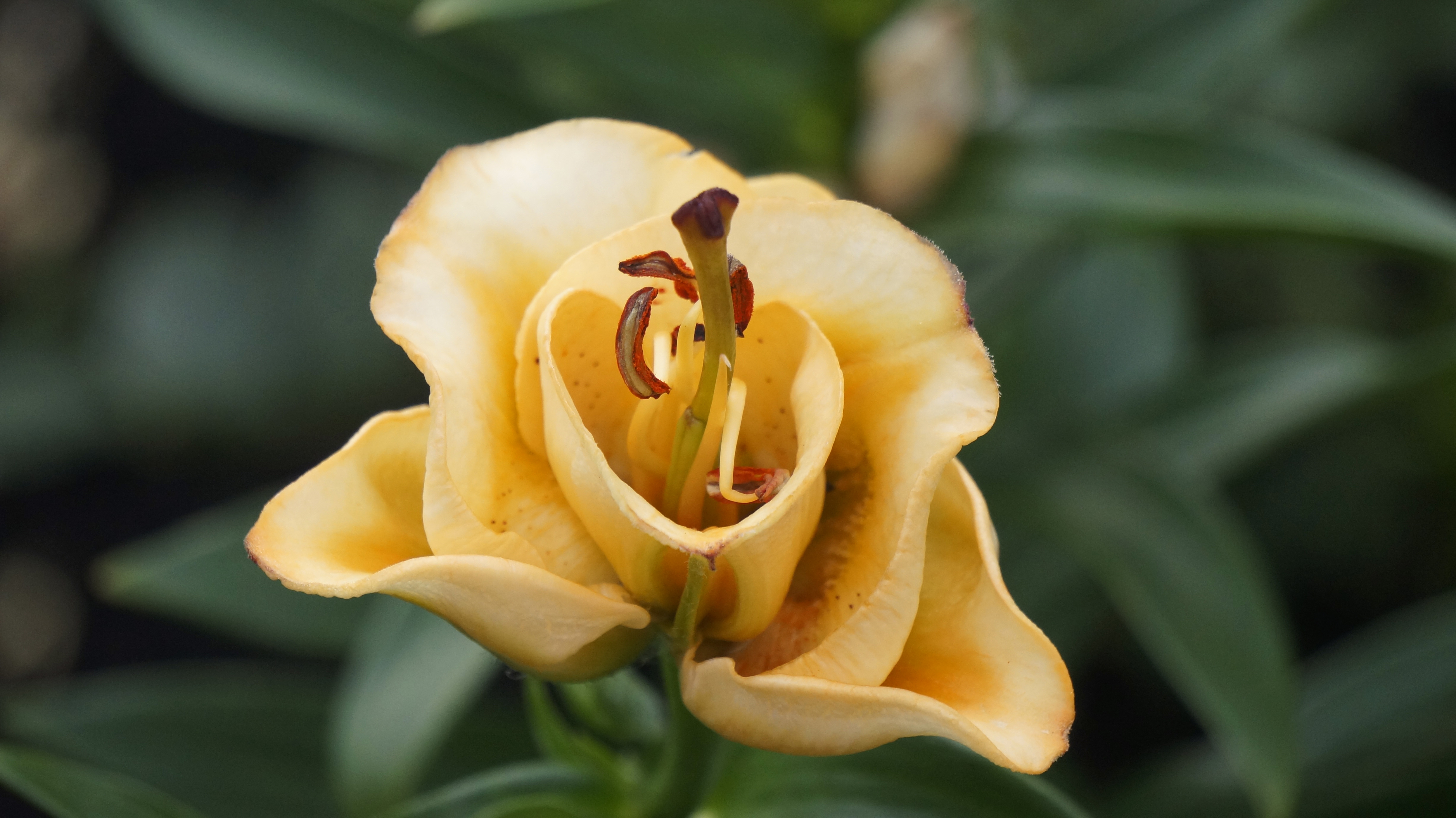 Цветок лилии гибридная Априкот фбюдж