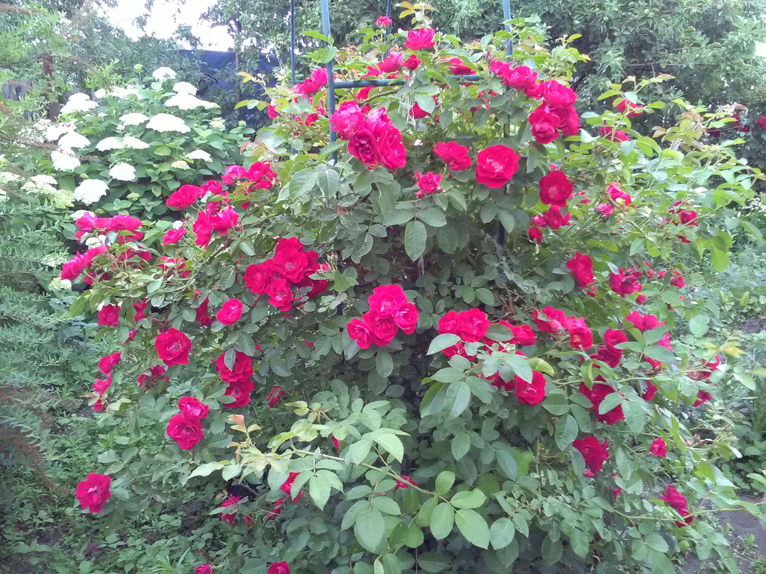 Красная плетистая роза сорта фото