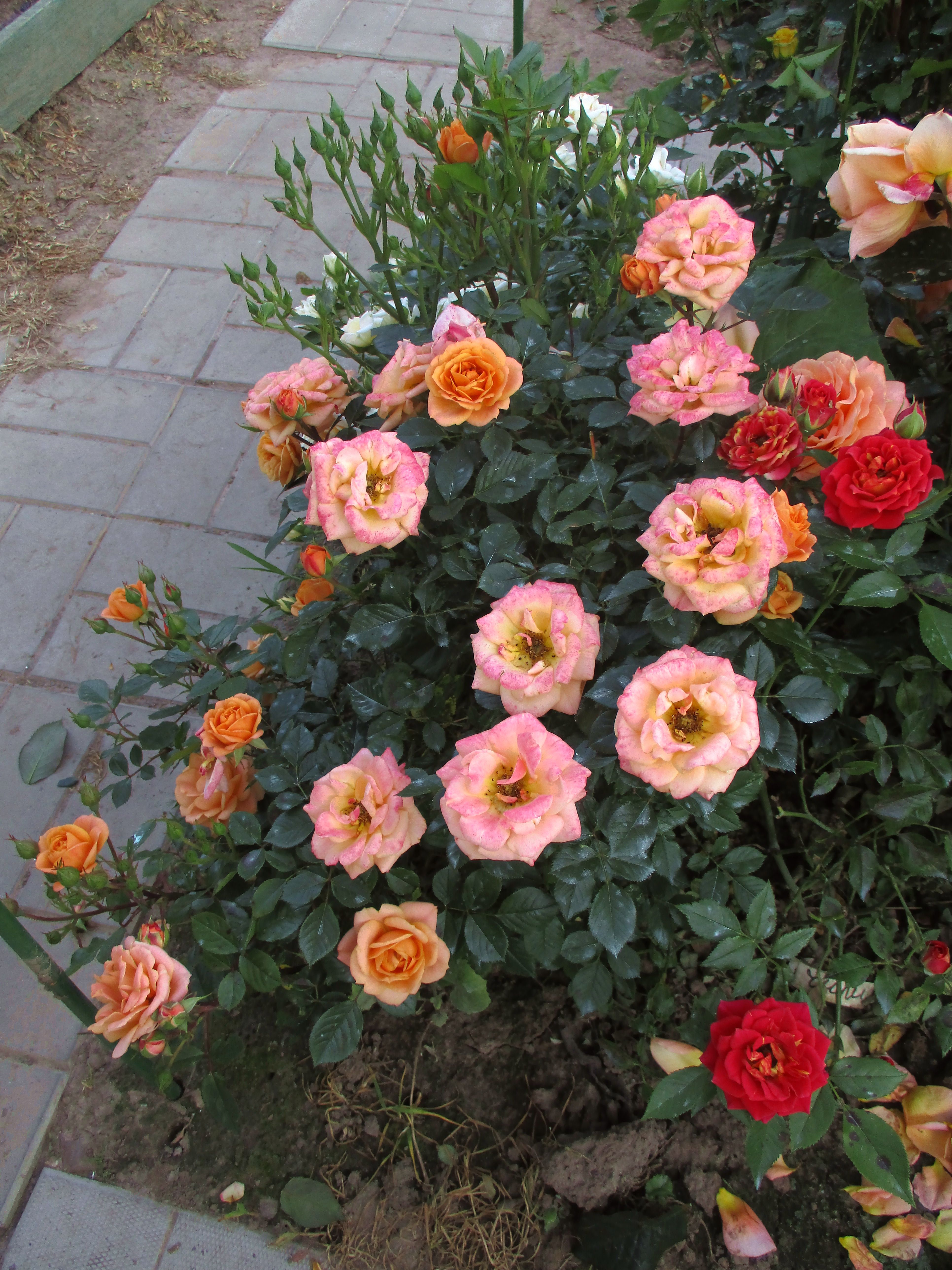 Роза Цитадель почвопокровная Топалович