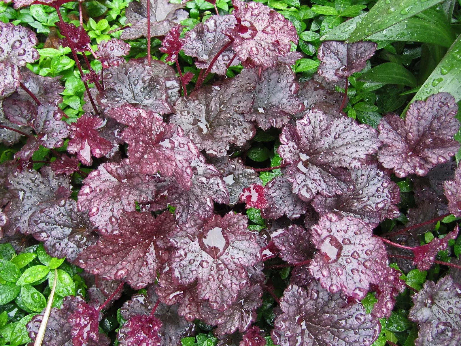 Heuchera Plum Pudding