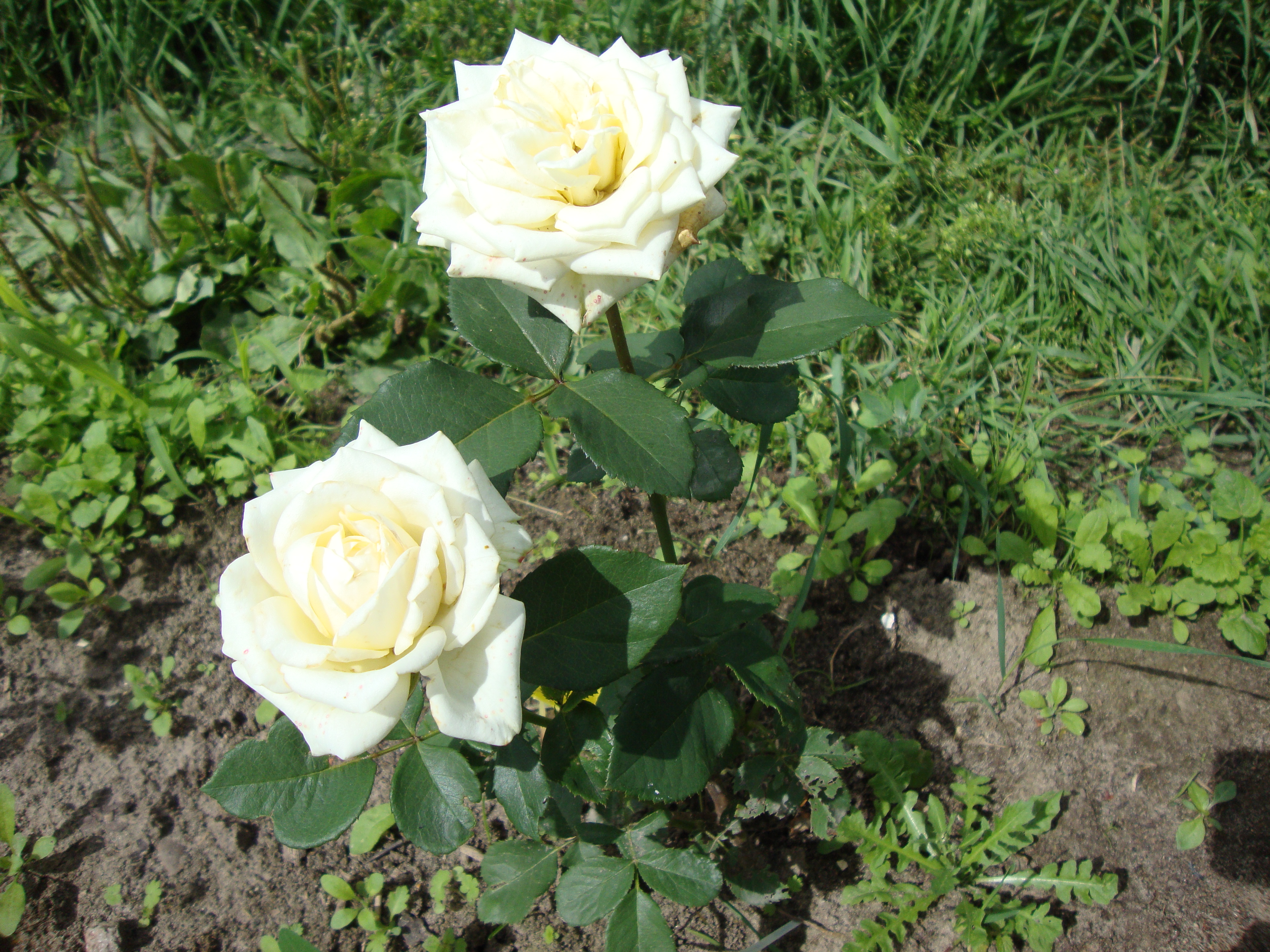 Уилл Боинг роза желтый