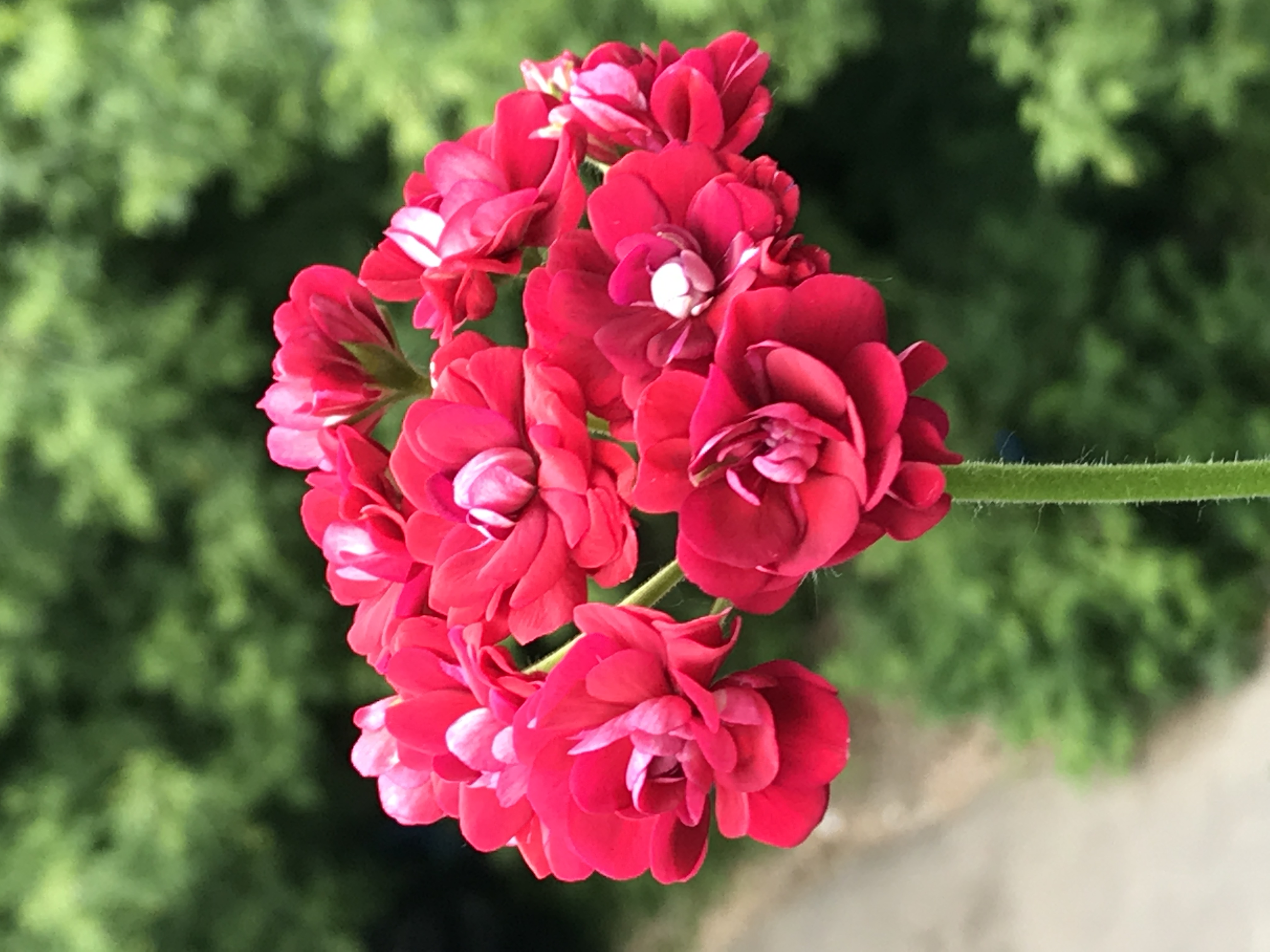 Живые Розы Пеларгония