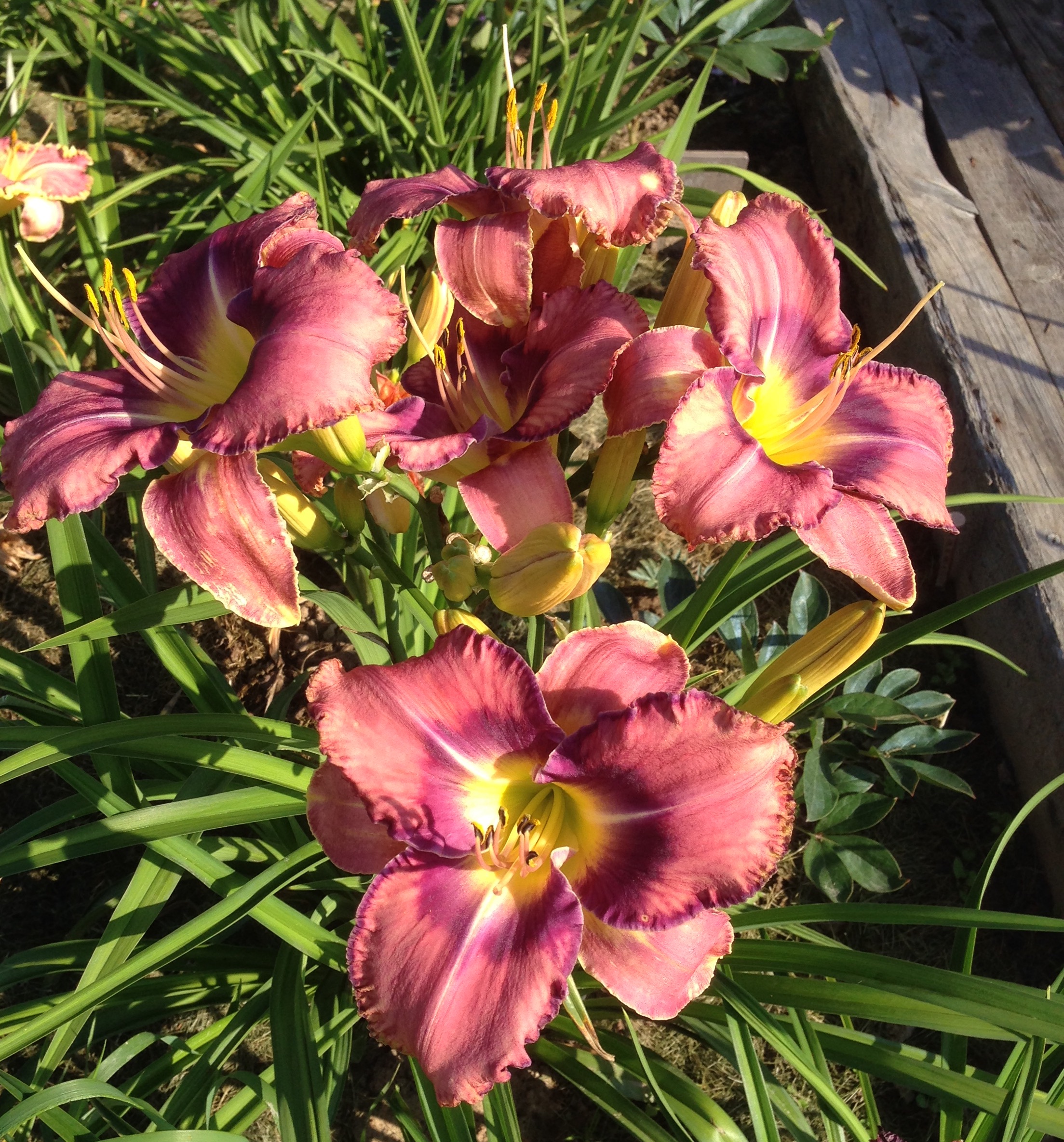 �������� ���� ���� ���� ����, ��� ���������