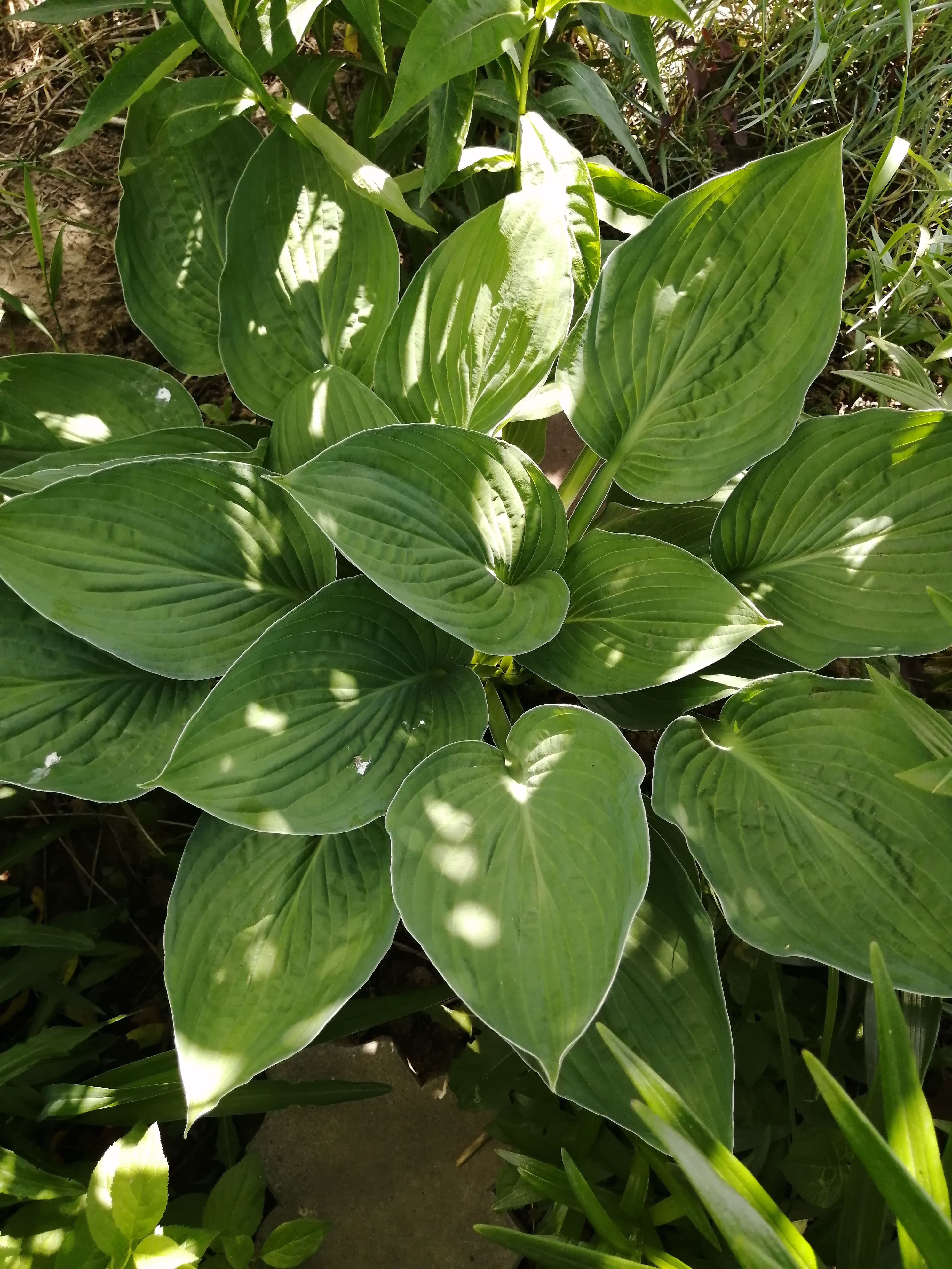 Сеть Магазинов Верхней Одежды Hosta