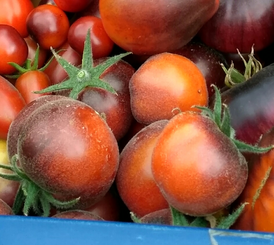 Сорт томата истребитель