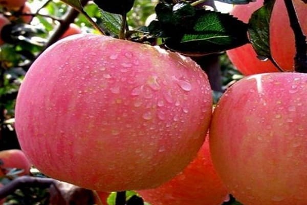 Яблоня красавица описание сорта фото отзывы