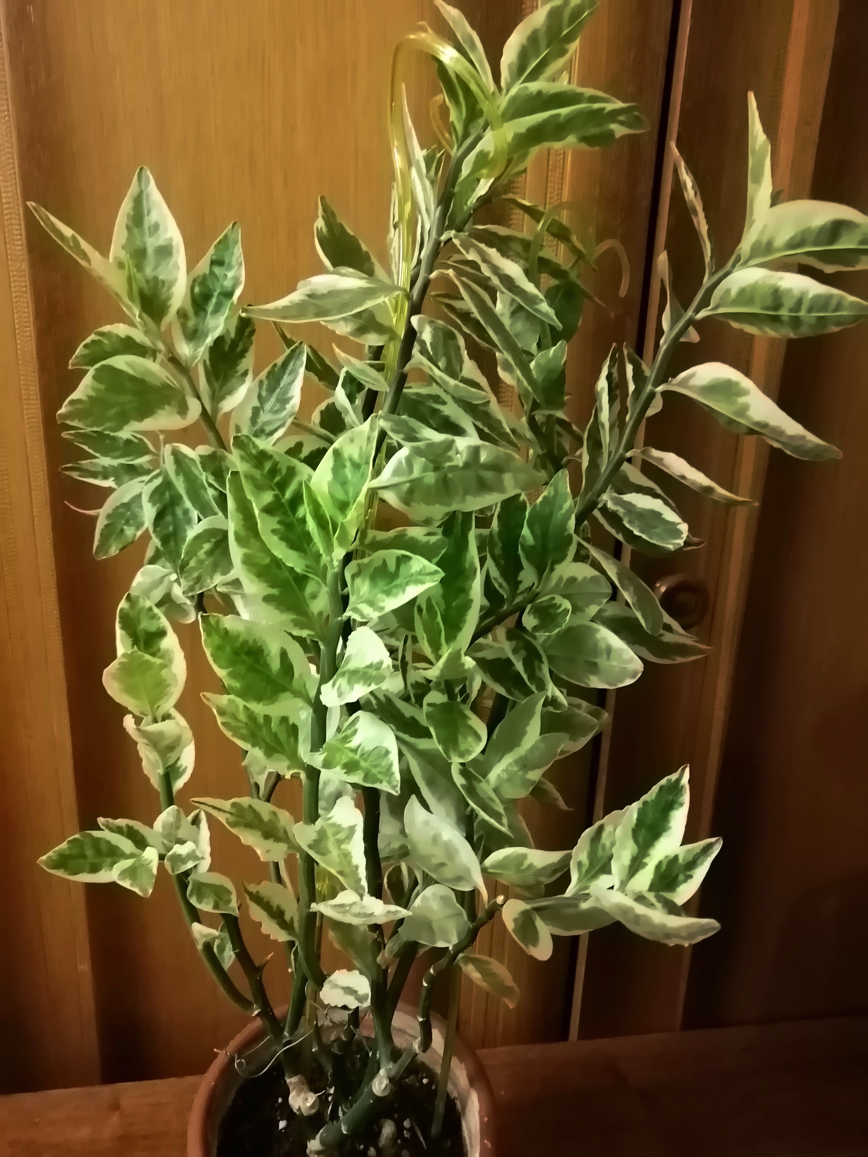 педилантус комнатное растение фото уход в домашних