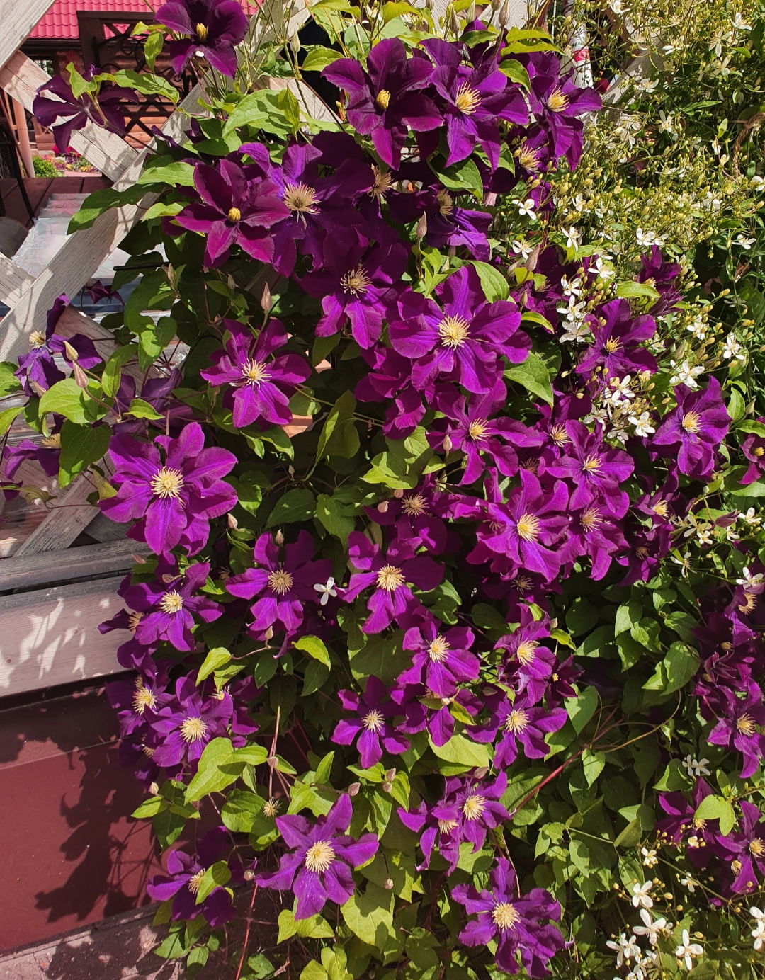 Клематис Варшавская Ночь Фото И Описание – Telegraph