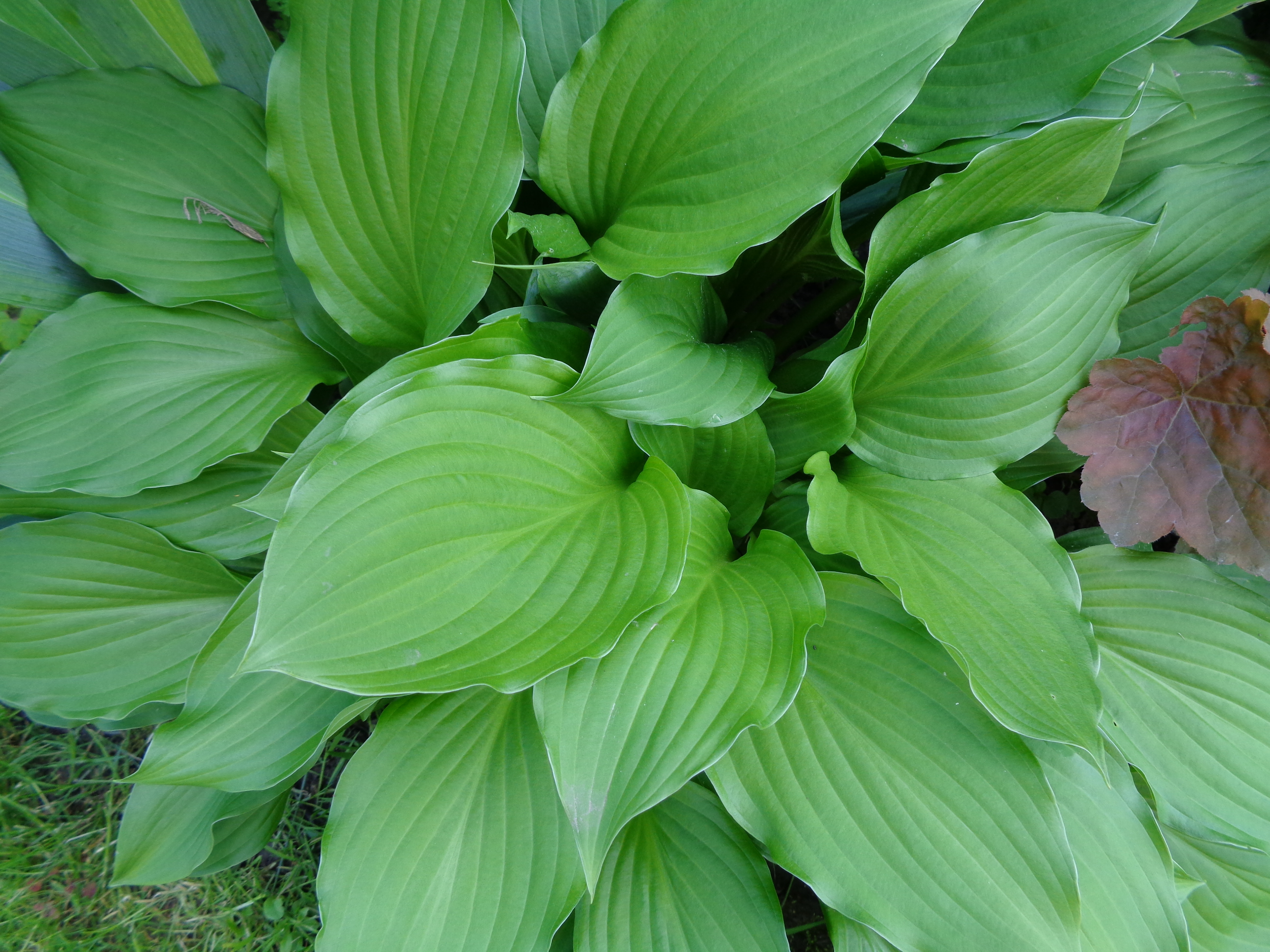 Как выглядит хоста фото. Хоста Грин Фонтейн. Хоста Афродита. Хоста Hosta elata.