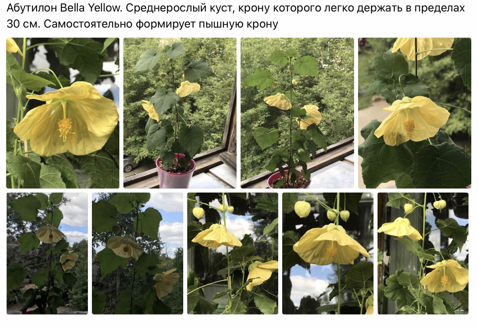 Абутилон Белла Семена Купить В Интернет Магазине