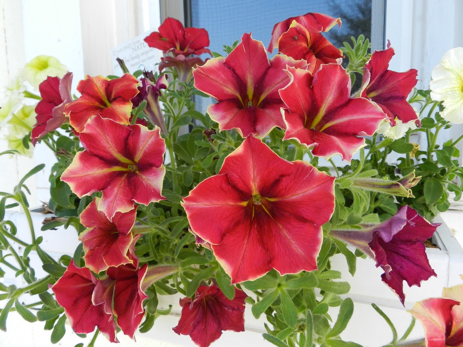 Петуния крейзитуния мандевиль. Петуния крейзитуния мандевилль. Петуния crazytunia razzmatazz. Петуния крейзитуния. Петуния crazytunia mandaville.