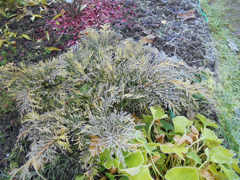 Microbiota decussata 'carnival'. микробиота декуссата карнавал. микробиота перекрестнопарная carnival. микробиота перекрестнопарная карнавал. микробиота карнавал.