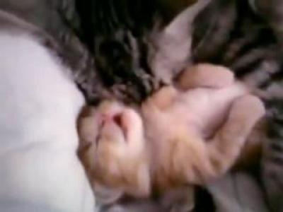 -. Cat Mom Hugs Baby Kitten. xvid