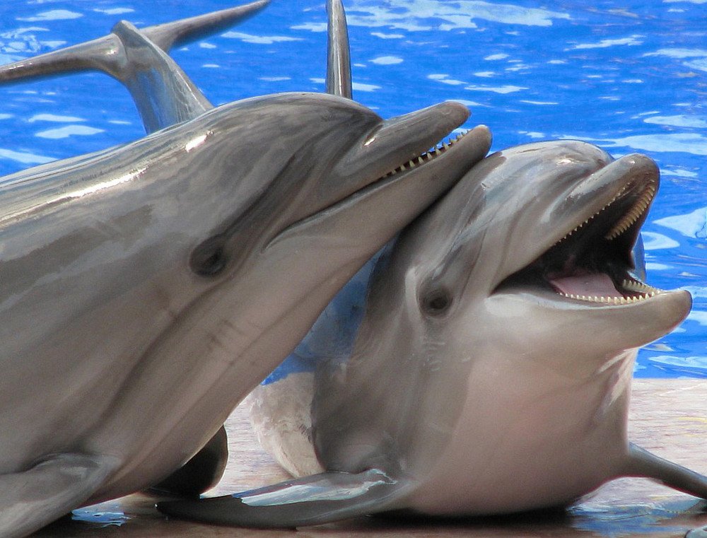 Общение дельфинов между собой. Пара дельфинов. Влюбленные дельфины. Смешные дельфины. Два дельфина.