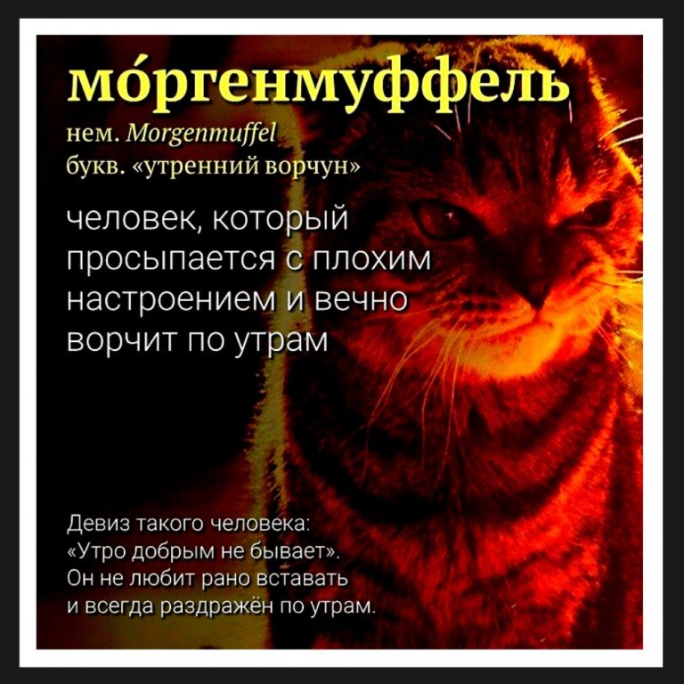 Моргенмуффель прикольные картинки