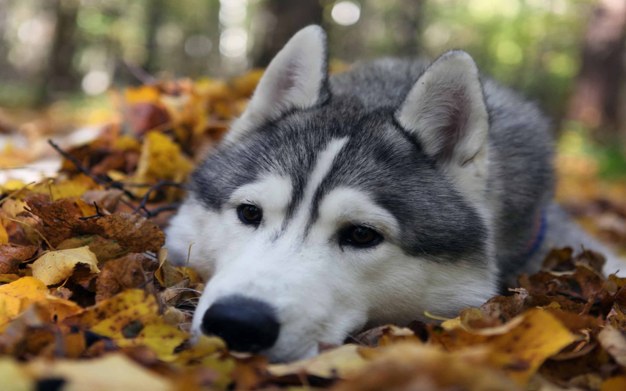 Всякие фотографии