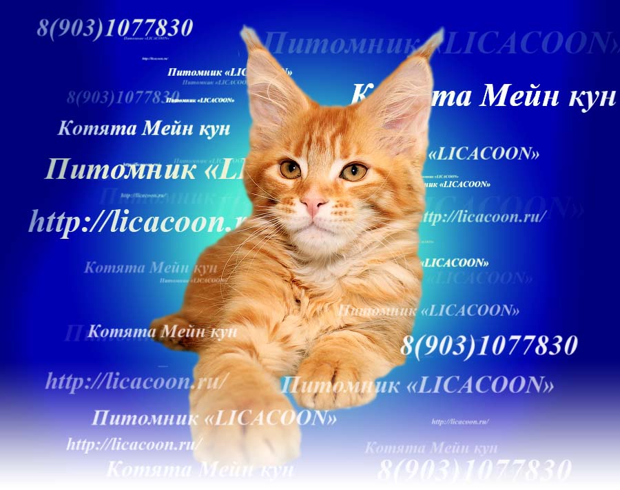 С Днем Рождения Мейн Кун