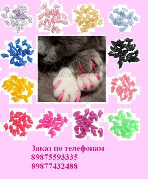 Кошка Когти Купить